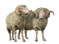 Two Arles Merino sheep, rams