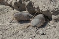 Two armadillos entering the burrow,