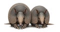 Two armadillos on a white background Royalty Free Stock Photo