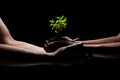 Two arms holding a young green plant growing. black background Royalty Free Stock Photo