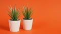 Two Artificial cactus plants or plastic or fake tree on orange background