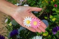 Two artificial chamomile flowers in the palms. Flower in a woman's hand. View from above Royalty Free Stock Photo