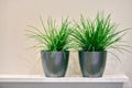 Two artificial green plants pot on shelf Royalty Free Stock Photo