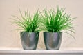 Two artificial green plants pot on shelf Royalty Free Stock Photo