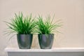 Two artificial green plants pot on shelf Royalty Free Stock Photo