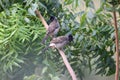 Two asian bulbuls Royalty Free Stock Photo