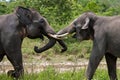 Two Asian elephants playing with each other. Indonesia. Sumatra. Way Kambas National Park. Royalty Free Stock Photo