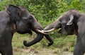 Two Asian elephants playing with each other. Indonesia. Sumatra. Way Kambas National Park. Royalty Free Stock Photo