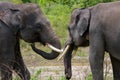 Two Asian elephants playing with each other. Indonesia. Sumatra. Way Kambas National Park. Royalty Free Stock Photo