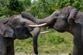 Two Asian elephants playing with each other. Indonesia. Sumatra. Way Kambas National Park.