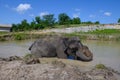 Two Asian elephants in a pond. The big elephant hugged the smaller one with its trunk