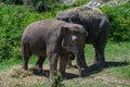 Two Asian elephants stand side by side and eat grass