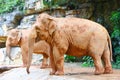 Two Asian elephants are standing in the zoo