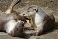 Two short clawed otters playing Royalty Free Stock Photo