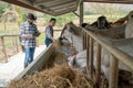 Two Asian man and woman farmer help to feed and check health of cows in stable with day light in their farm Royalty Free Stock Photo