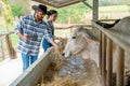 Two Asian man and woman farmers help to feed and check health of cows in stable with day light in their farm and man also hold Royalty Free Stock Photo