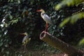 Two asian painted storks Royalty Free Stock Photo