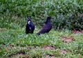 Asian Pigeons in Birds Park