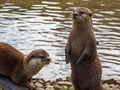 Two Asian Short-clawed Otters, Aonyx Cinerea, by water. Royalty Free Stock Photo