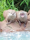 Two Asian Short Clawed Otters Royalty Free Stock Photo