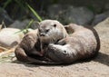 Two Asian Short Clawed Otters cuddling Royalty Free Stock Photo