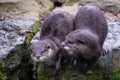 Two asian small clawed otters, Aonyx cinereus Royalty Free Stock Photo