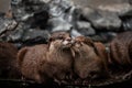 two Asian small clawed otters in love Royalty Free Stock Photo