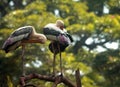 Two Asian Storks Royalty Free Stock Photo