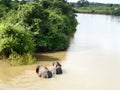 Two Asian wild elephants crossing the Mahaweli river in Sri Lanka. Royalty Free Stock Photo