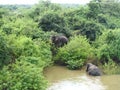 Two Asian wild elephants getting out of the Mahaweli river in Sri Lanka. Royalty Free Stock Photo