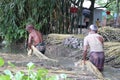 Two Asian workers extracting fibers from retted jute plants