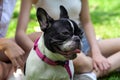 two asian young beautiful woman playing with french bulldog puppy in park outdoor . close up dog Royalty Free Stock Photo