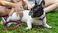 two asian young beautiful woman playing and Scratching belly with french bulldog puppy in park outdoor . close up dog Royalty Free Stock Photo