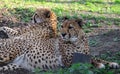 Two Asiatic Cheetahs Acinonyx jubatus venaticus resting on the