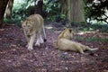 Two Asiatic Lions in the zoological park, Royalty Free Stock Photo