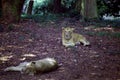 Two Asiatic Lions in the zoological park, Royalty Free Stock Photo