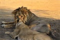 Two Asiatic lions resting on the forest floor at the Gir National Park in Gujarat. Asiatic Lion Walking Royalty Free Stock Photo