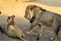 Two Asiatic lions resting on the forest floor at the Gir National Park in Gujarat. Royalty Free Stock Photo