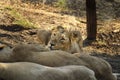 Two Asiatic lions resting on the forest floor at the Gir National Park in Gujarat. Royalty Free Stock Photo