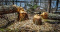 Two aspen trees cut down by industrious beavers in a Northern Manitoba Canada boreal forest.