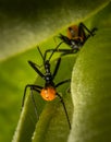 Two assassin bugs confront each other