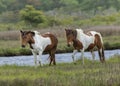 Two Assateague Wild Pony Mares Royalty Free Stock Photo