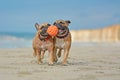 Two athletic brown French Bulldog dogs playing fetchwith ball at the beach with a maritime dog collars Royalty Free Stock Photo