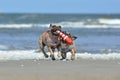 Two athletic fawn French Bulldog dogs playing fetch at the beach with a maritime dog toy Royalty Free Stock Photo