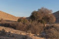 Two Atlantic Pistachio Trees in Wadi Lotz in the Negev in Israel