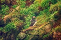 Two atlantic puffins Royalty Free Stock Photo