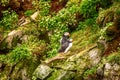 Two atlantic puffins Royalty Free Stock Photo