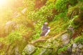 Two atlantic puffins Royalty Free Stock Photo