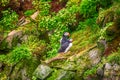 Two atlantic puffins Royalty Free Stock Photo