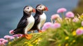 Two Atlantic puffins (Fratercula arctica) sitting on green grass with pink flowers. AI Generative